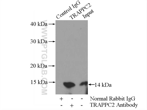 [12484-1-AP-20UL] TRAPPC2 Polyclonal antibody