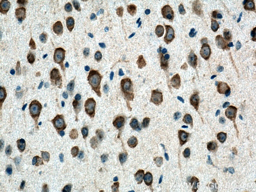 [12486-1-AP-150UL] CYP46A1 Polyclonal antibody