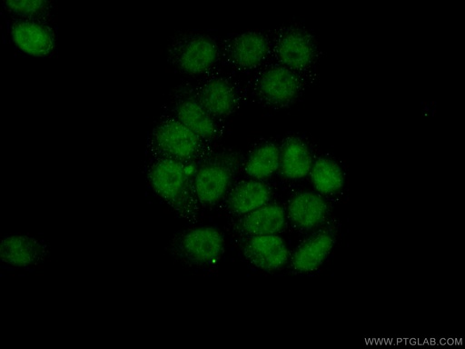 [12490-1-AP-20UL] USP3 Polyclonal antibody