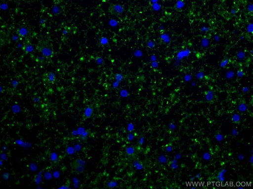 [12495-1-AP-20UL] Mu Crystallin Polyclonal antibody