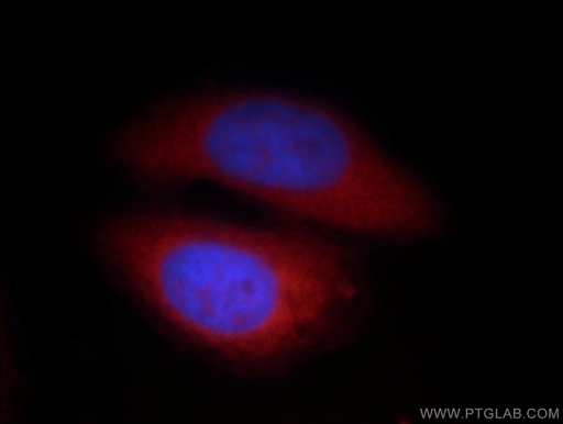 [12496-1-AP-20UL] SHC Polyclonal antibody
