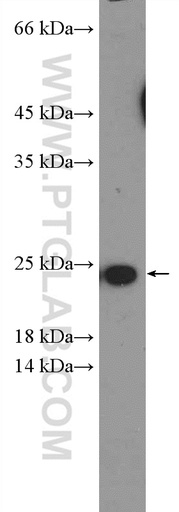 [12537-1-AP-20UL] TNFSF12 Polyclonal antibody