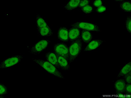 [12538-1-AP-20UL] PPIL4 Polyclonal antibody