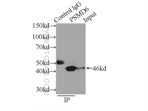 [12539-1-AP-150UL] PSMD6 Polyclonal antibody