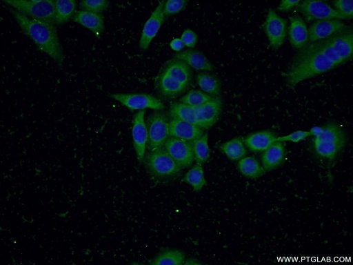 [12544-1-AP-20UL] SQLE Polyclonal antibody