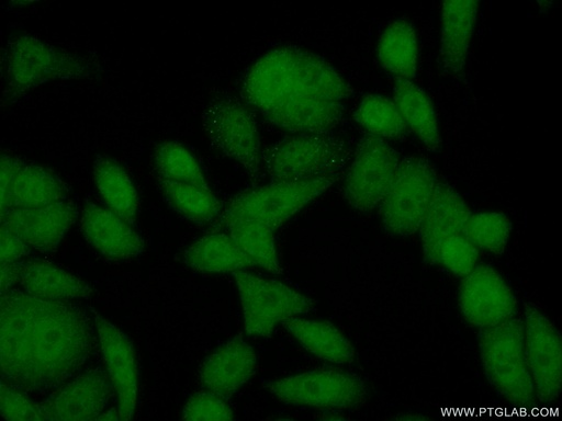 [12550-1-AP-20UL] PER3 Polyclonal antibody