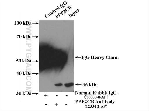 [12554-2-AP-20UL] PPP2CB Polyclonal antibody