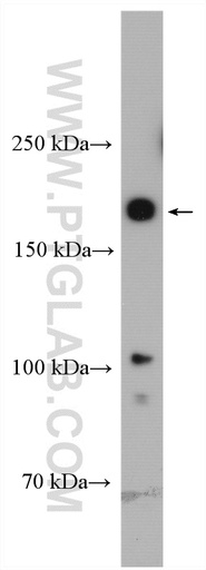 [12563-1-AP-150UL] PBRM1 Polyclonal antibody