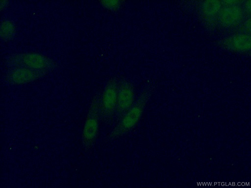 [12571-1-AP-20UL] PBX3 Polyclonal antibody