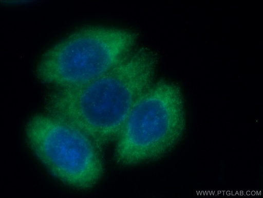 [12573-1-AP-20UL] TRIM25 Polyclonal antibody
