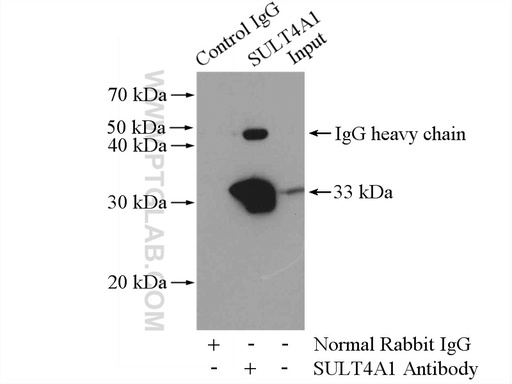 [12578-1-AP-150UL] SULT4A1 Polyclonal antibody