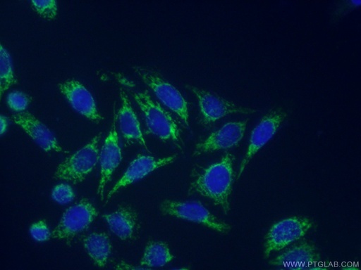 [12580-1-AP-150UL] EDIL3 Polyclonal antibody
