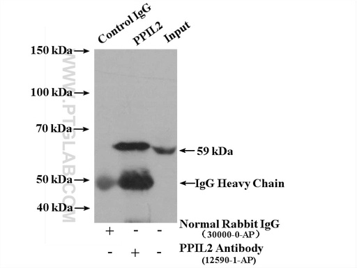 [12590-2-AP-20UL] PPIL2 Polyclonal antibody