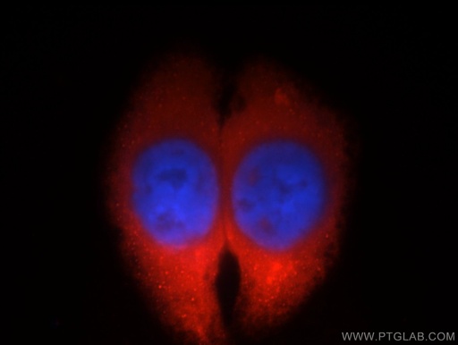 [12596-1-AP-150UL] OLFM3 Polyclonal antibody