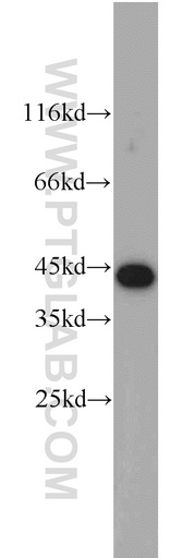 [12598-1-AP-150UL] OSCP1 Polyclonal antibody