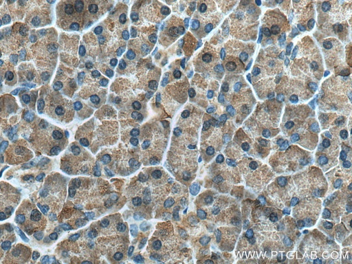 [12600-1-AP-20UL] CPB1 Polyclonal antibody