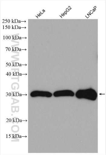 [12614-1-AP-20UL] SCO1 Polyclonal antibody