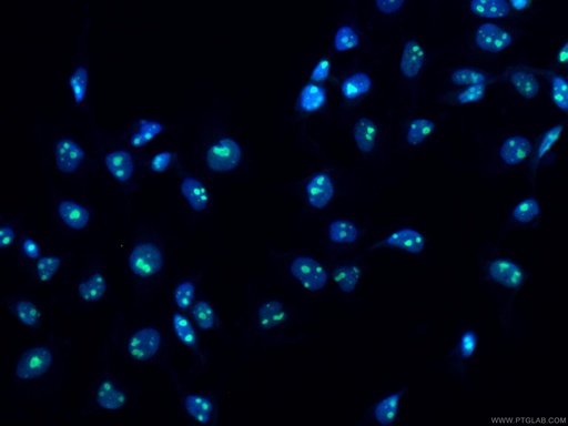 [12615-1-AP-150UL] NIFK Polyclonal antibody