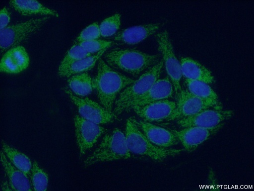 [12627-1-AP-20UL] SUCLA2 Polyclonal antibody