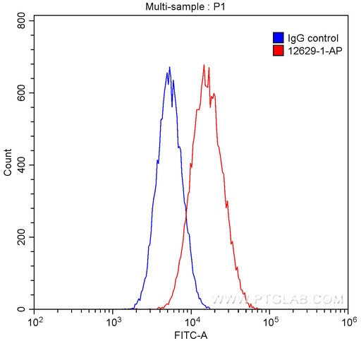 [12629-1-AP-20UL] Calmegin Polyclonal antibody