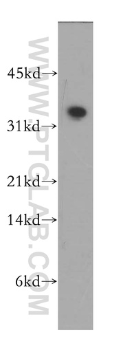 [12630-1-AP-20UL] PLSCR4 Polyclonal antibody
