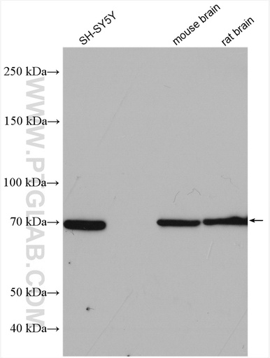 [12641-1-AP-150UL] SHC4 Polyclonal antibody