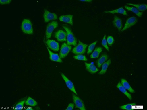 [12645-1-AP-20UL] GlnRS Polyclonal antibody