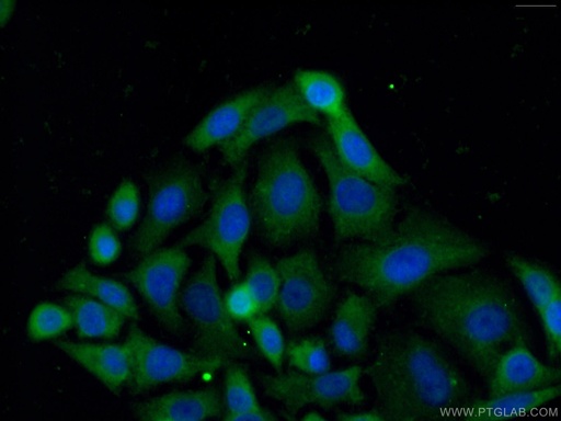 [12648-1-AP-20UL] PDE9A Polyclonal antibody