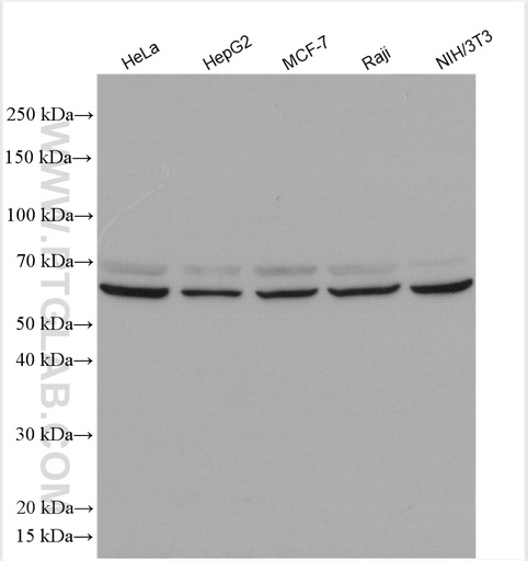[12661-1-AP-150UL] COG8 Polyclonal antibody