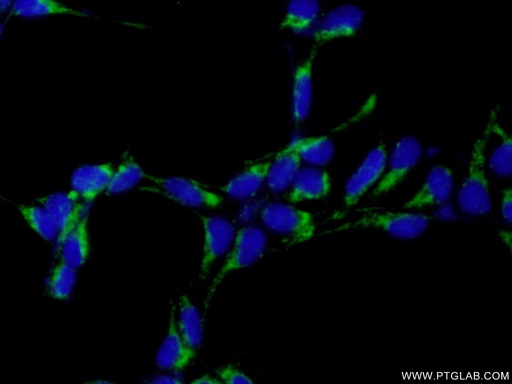 [12664-1-AP-150UL] IMP5 Polyclonal antibody