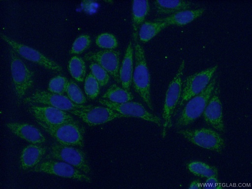 [12675-2-AP-20UL] PPP2R5A Polyclonal antibody