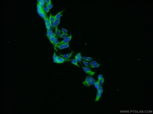 [12681-1-AP-20UL] gephyrin Polyclonal antibody