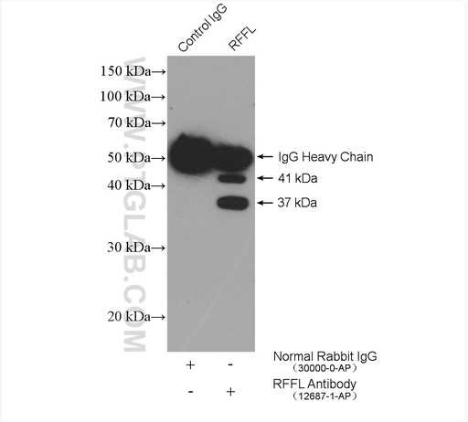 [12687-1-AP-150UL] RFFL Polyclonal antibody