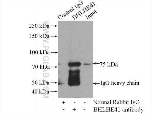 [12688-1-AP-150UL] BHLHE41 Polyclonal antibody