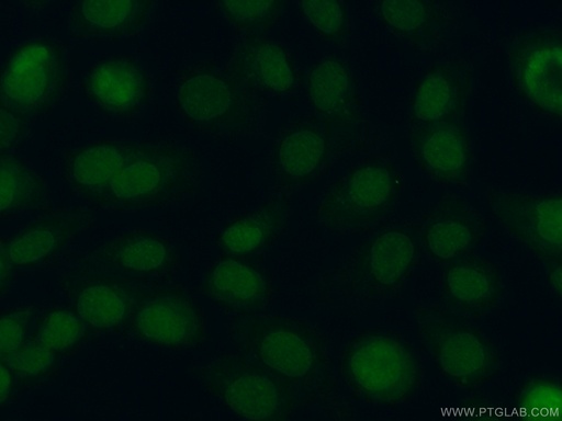 [12689-1-AP-20UL] DPPA2 Polyclonal antibody