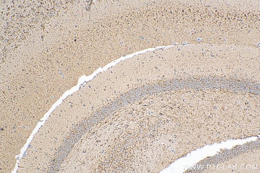 [12690-1-AP-150UL] MOG Polyclonal antibody
