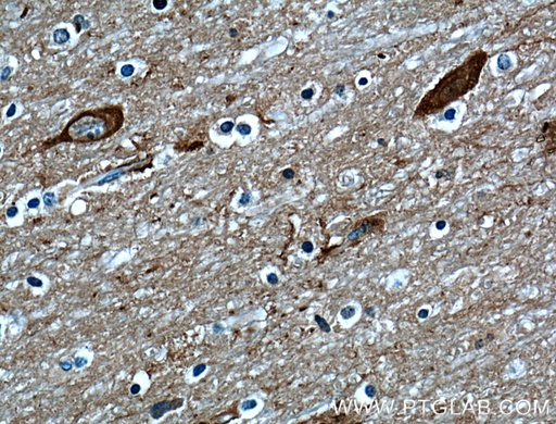 [12701-1-AP-20UL] OMG Polyclonal antibody