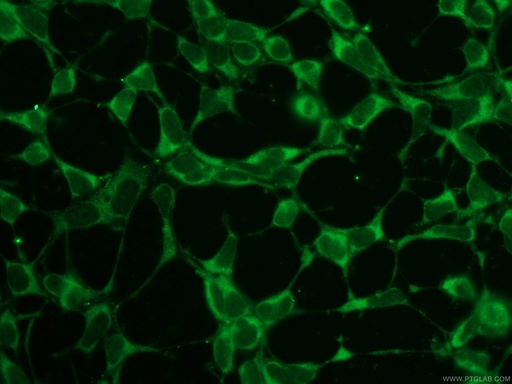 [12704-1-AP-20UL] SNAP29 Polyclonal antibody