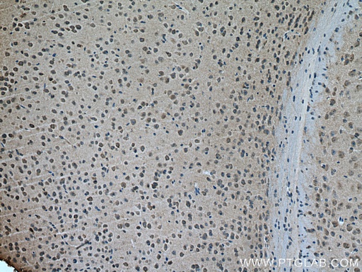 [12708-1-AP-150UL] GABRA3 Polyclonal antibody