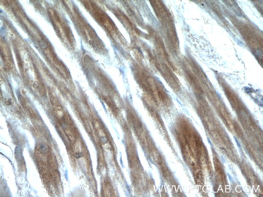 [12713-1-AP-150UL] QSOX1 Polyclonal antibody