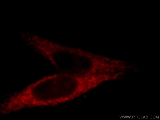 [12720-1-AP-150UL] GRPEL1 Polyclonal antibody