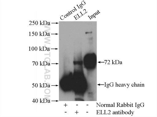 [12727-1-AP-150UL] ELL2 Polyclonal antibody