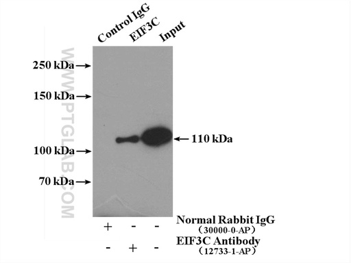 [12733-1-AP-20UL] EIF3C Polyclonal antibody