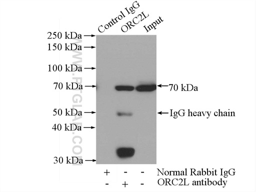 [12739-1-AP-150UL] ORC2L Polyclonal antibody