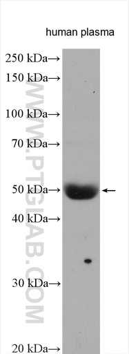 [12741-1-AP-20UL] SERPIND1 Polyclonal antibody