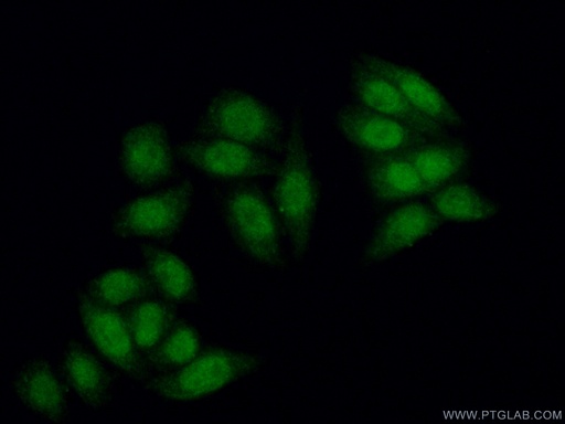 [12750-1-AP-20UL] IMP3 Polyclonal antibody