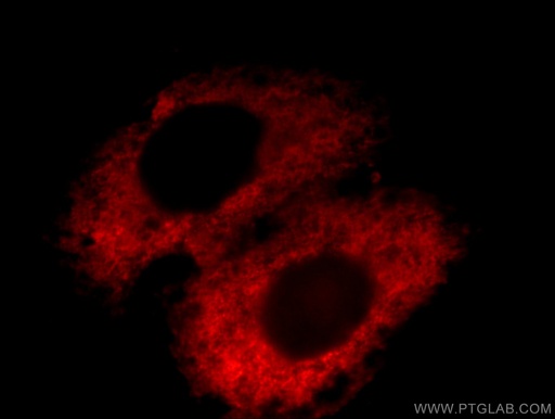 [12755-1-AP-20UL] Osteoglycin Polyclonal antibody