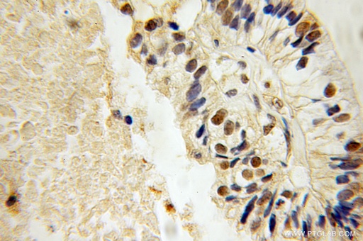 [12771-1-AP-150UL] MAFF Polyclonal antibody