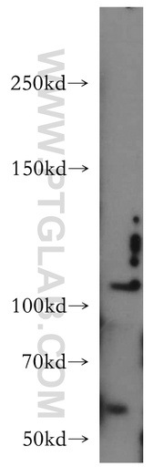 [12777-1-AP-150UL] CNTN4 Polyclonal antibody