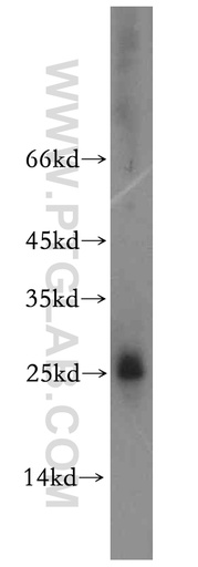 [12787-1-AP-20UL] HMGB4 Polyclonal antibody
